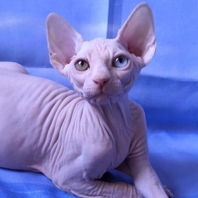 Thumbnail: 476 Dominik (R)  male  Sphynx  kitten