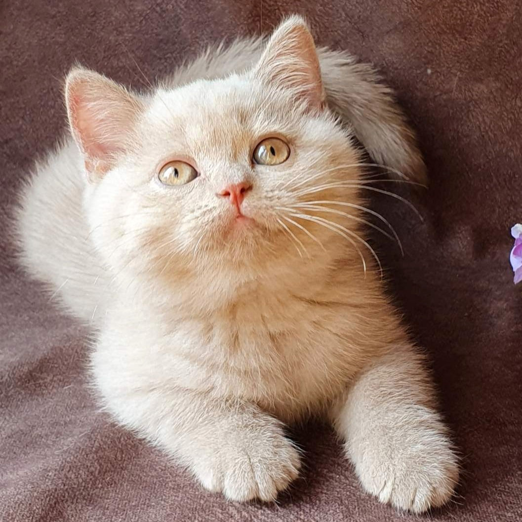 648 Filya (U) British shorthair male kitten