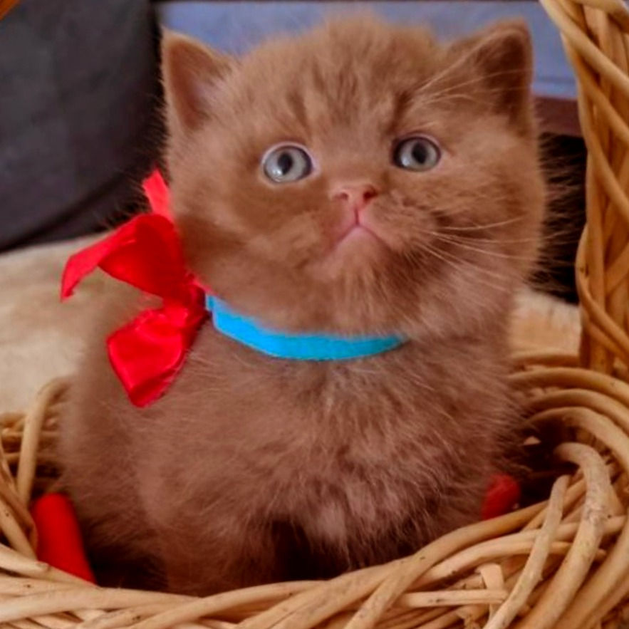 Thumbnail: 471 Nikolas  (B) British shorthair male kitten