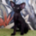 Thumbnail: 271 Jasmine (R) Oriental female kitten
