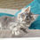 Thumbnail: 508 Image (R) Maine Coon male kitten