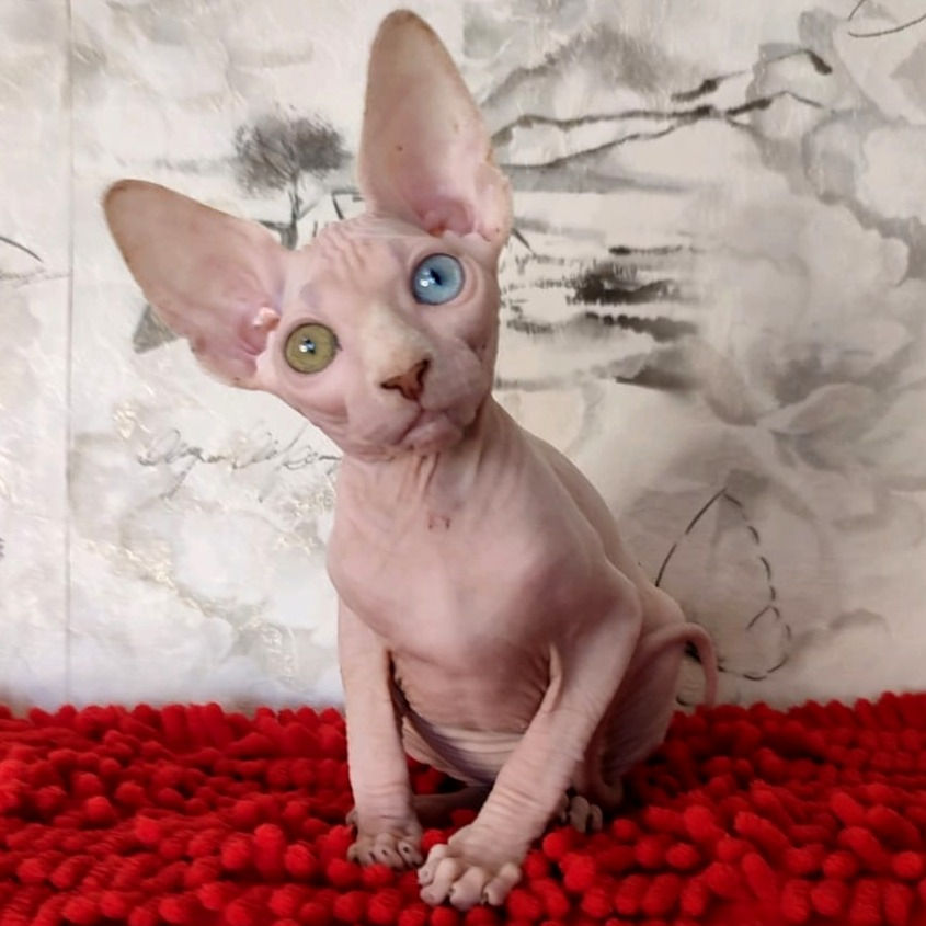 Thumbnail: 480 Vanya (U)  male  Sphynx  kitten