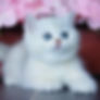 Thumbnail: 439 Zhannet  (B) British shorthair female kitten