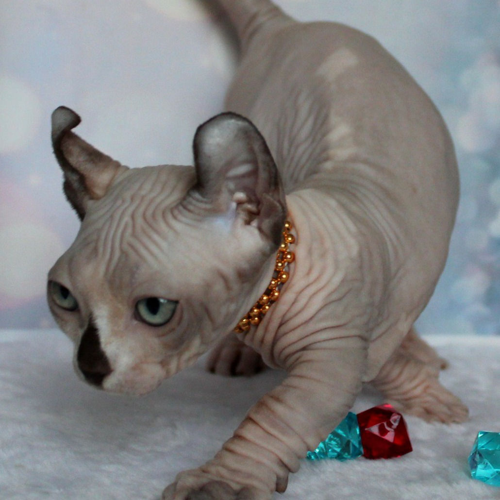 349 Zippo (R) male Dwelf kitten