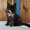 Thumbnail: 461 Tequila KZ (KZ) Maine Coon female kitten