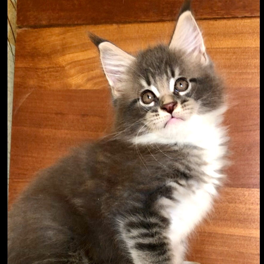 Thumbnail: 621 Sharm (U) Maine Coon male kitten