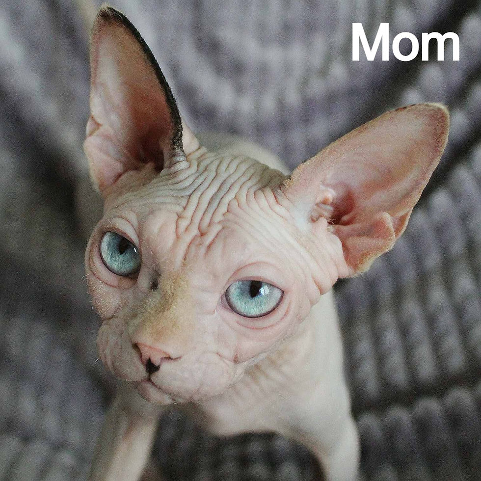 Thumbnail: 491 Nancy (R)  female  Sphynx  kitten