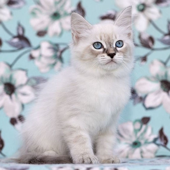 Thumbnail: 277 Walt (R)  Siberian   male kitten