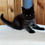 Thumbnail: 463 Tom Yum KZ (KZ) Maine Coon male kitten