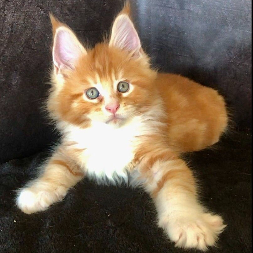 Thumbnail: 449 Bond (U) Maine Coon male kitten