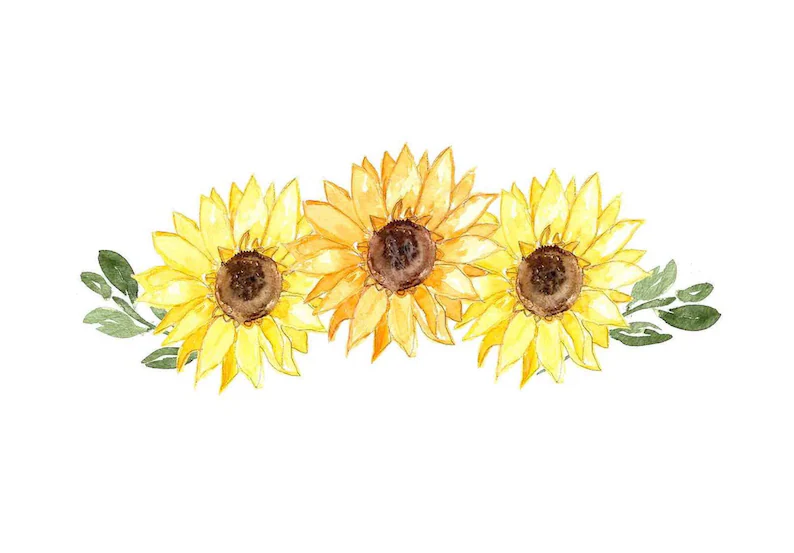 sunflower.webp