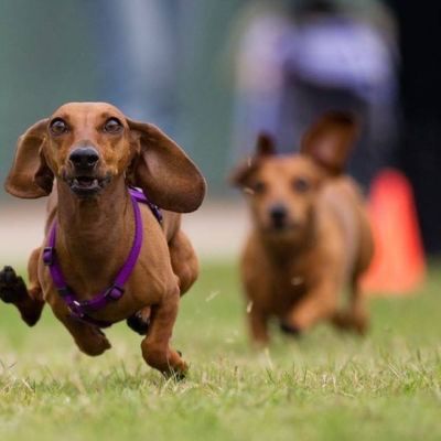 Weiner Dog Races 2025