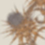 Vignette-Carcciofi-Dry.jpg