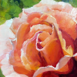 Peach Rose