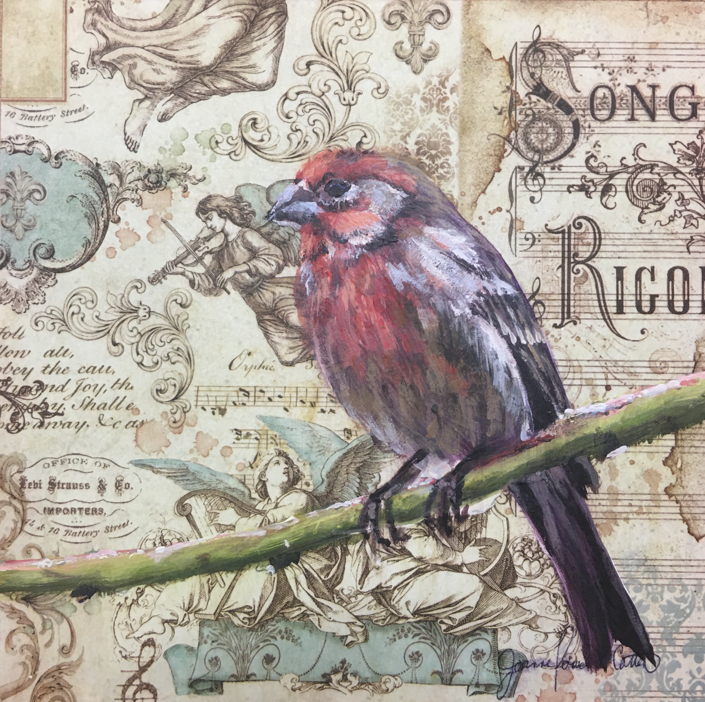 House Finch