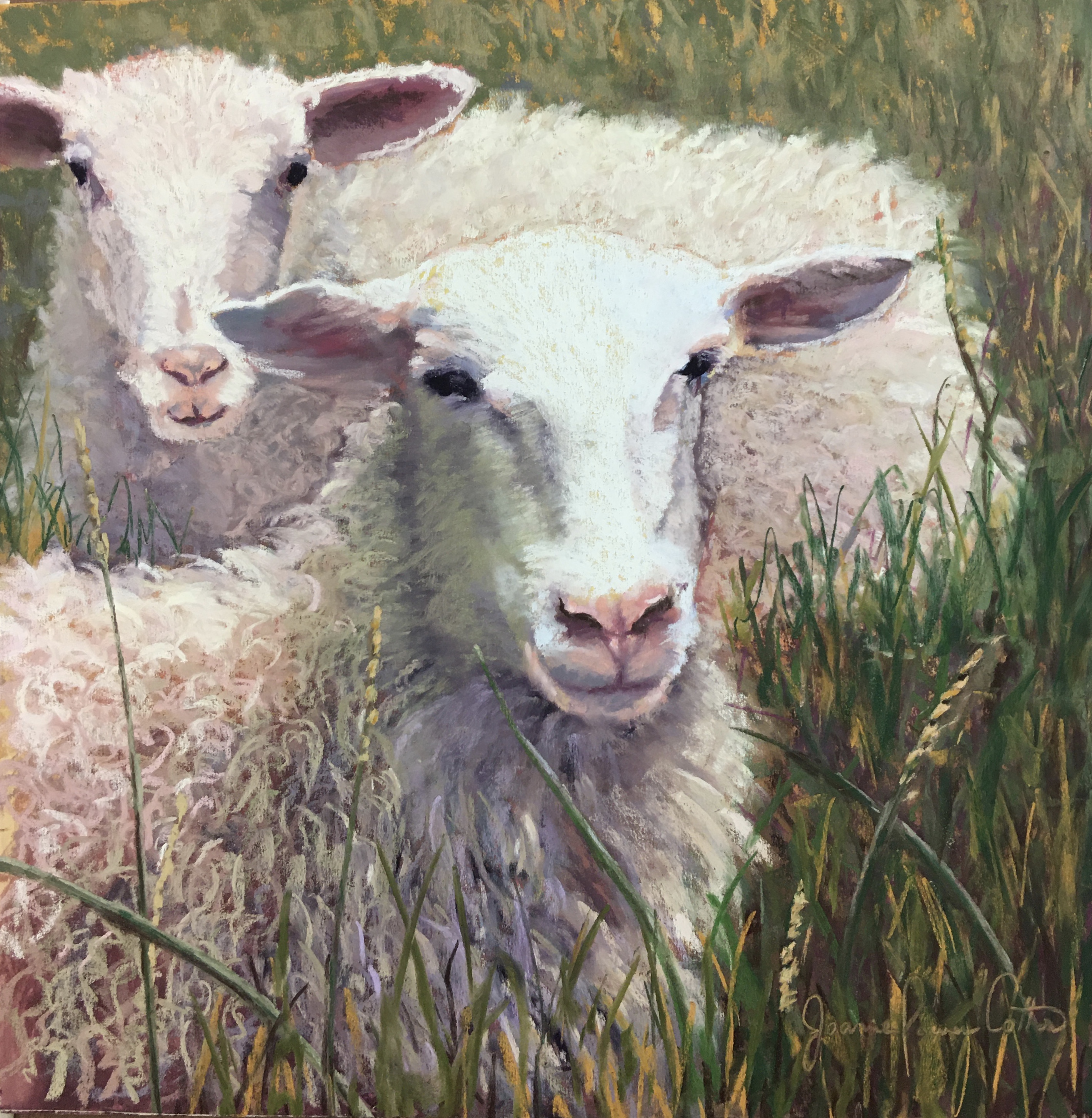 Wooly Wisdom