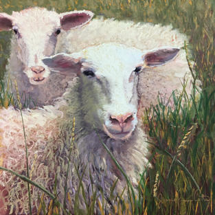 Wooly Wisdom