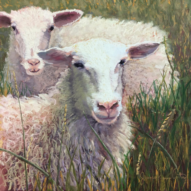 Wooly Wisdom