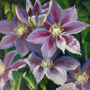 Clematis