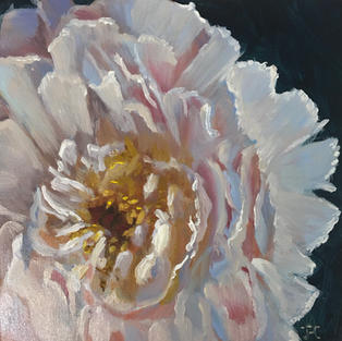 Groundcover Rose