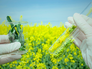 Bridging Policy and Practice: How FES Aligns with the Food as Medicine Movement