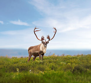 caribou-as-298146291-edit.jpg