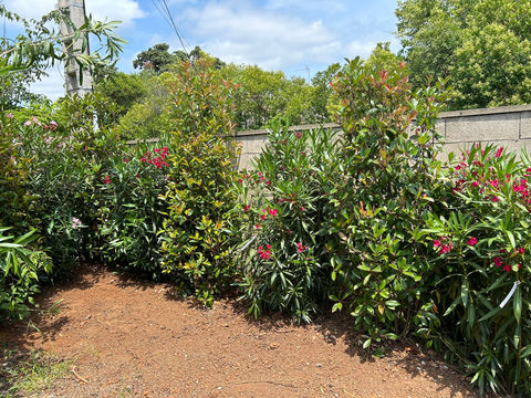 Plantation d'un massif