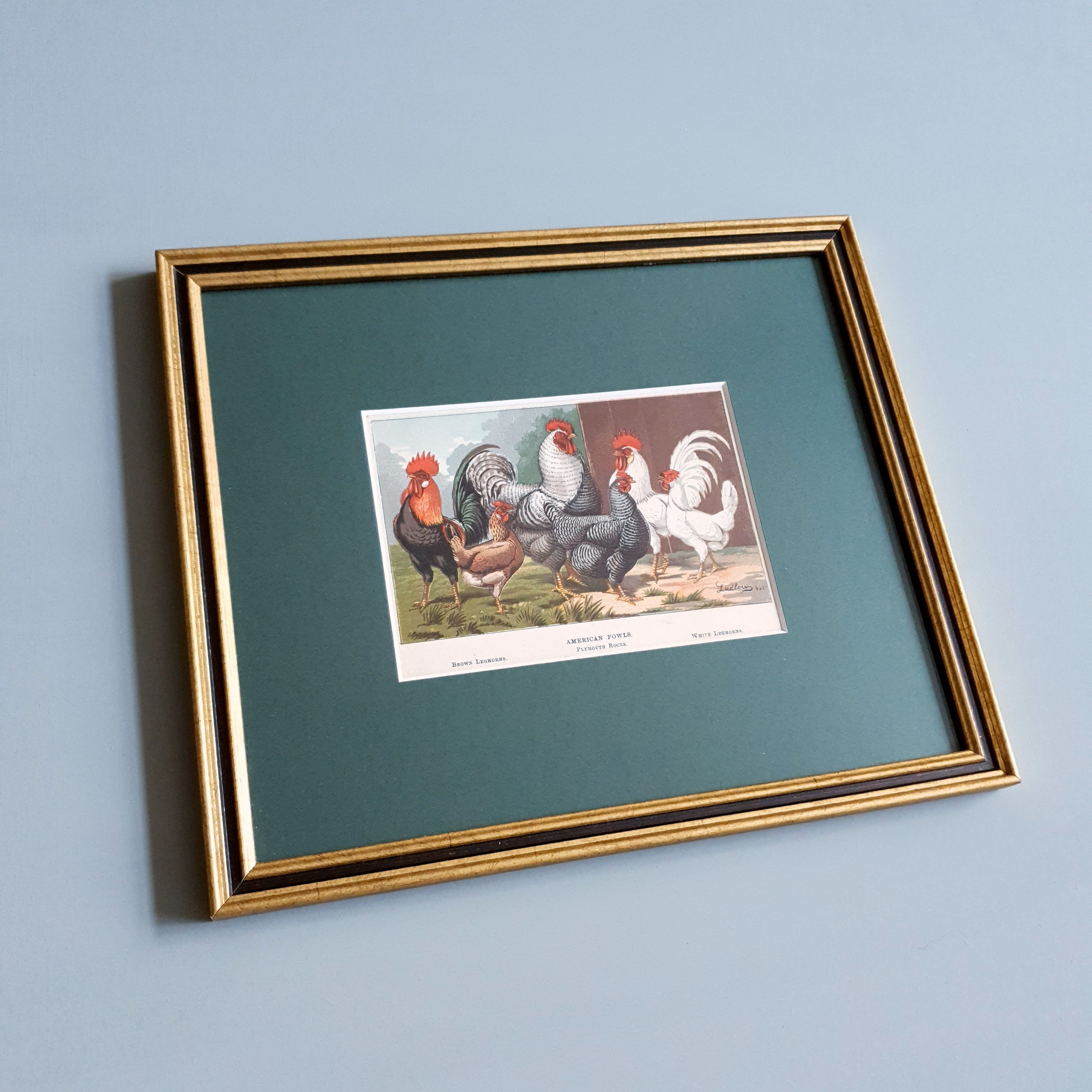 Antique Chickens Print