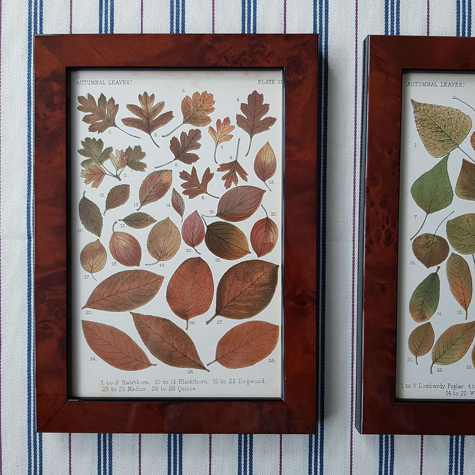 Thumbnail: Autumn Leaves