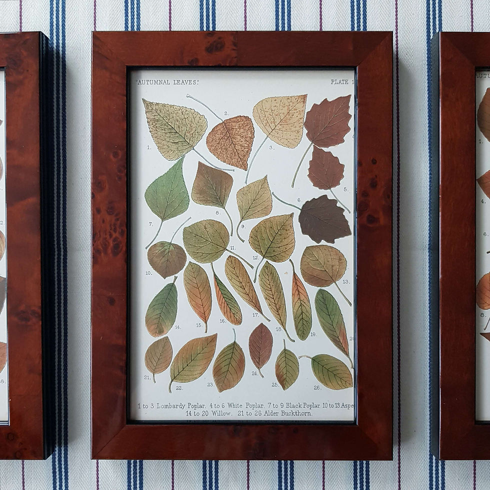 Thumbnail: Autumn Leaves