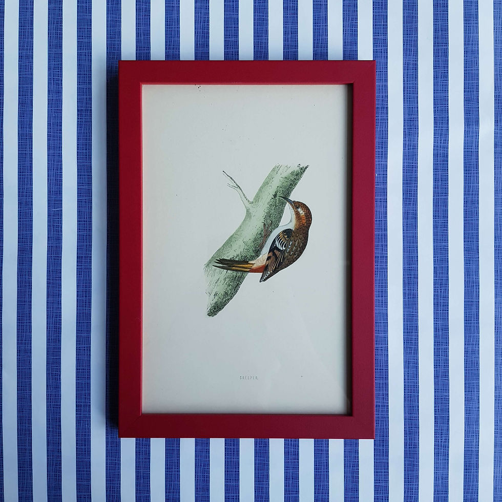 Thumbnail: Six Antique Bird Prints
