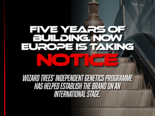 Wizard Trees has announced it will become the presenting sponsor of Mary Jane Berlin 2027