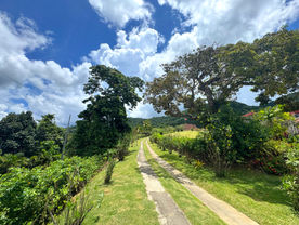 Long driveway approach through the tropical grounds surrounding Shandelle Lauren