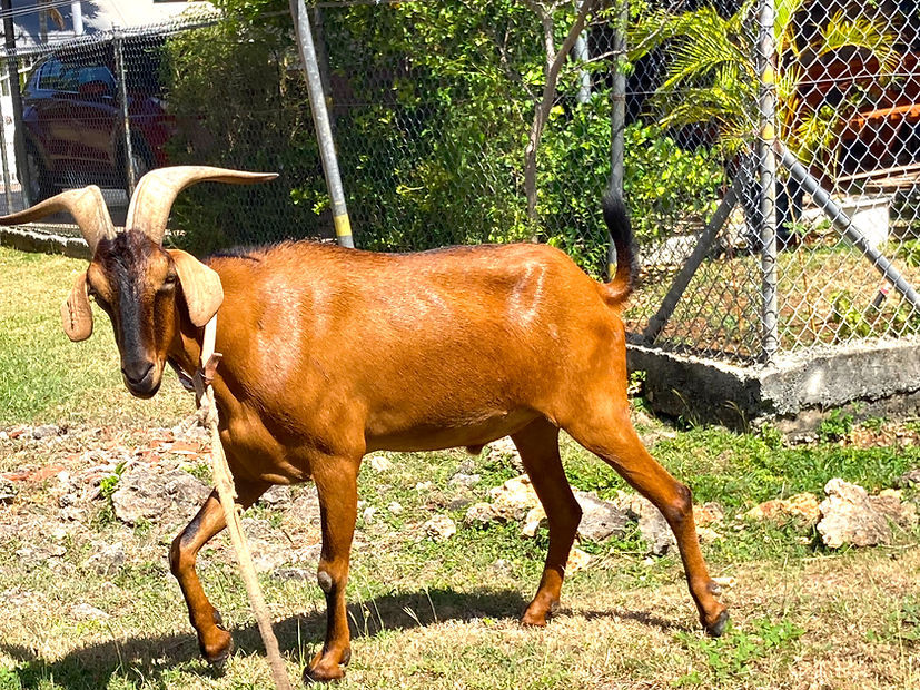 GoatRace5.jpg
