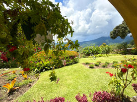 Flowering gardens at Shandelle Lauren with Northern Range mountains beyond