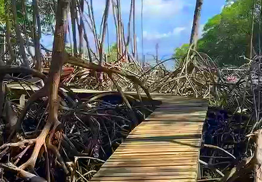 Wooden boardwalk winding through mangrove roots near Petit Trou Lagoon, Tobago.