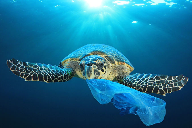 plastic pollution.jpeg