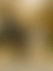 dog friendly elopement nyc portraits city hall with dog