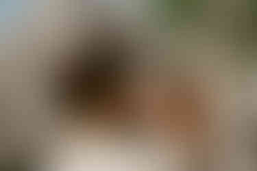 cinematic elopement photographer nyc city hall in spring