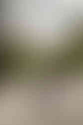 Romantic couples photography Conservatory Garden NYC summer cinematic photos