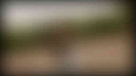 Candid couple walking through cherry blossom grove Central Park after proposal