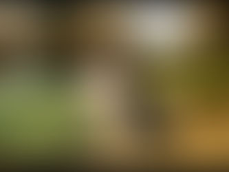 dog friendly elopement nyc city hall can you bring your dog to nyc city hall wedding