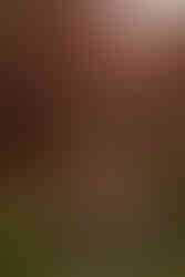 Candid couple walking through cherry blossom grove Central Park after proposal cinematic photography