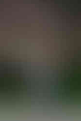 a couple walking under cherry blossoms during wedding photoshoot