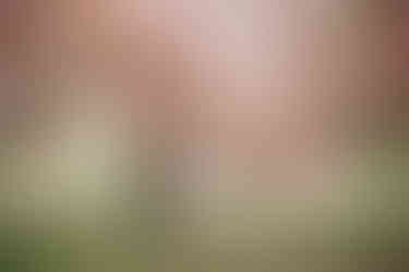 a couple under central park cherry blossoms during engagement photos