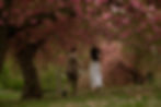 Cherry blossom engagement photos Central Park New York cinematic photography romantic engagement session