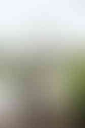micro wedding central park nyc candid documentary photographer