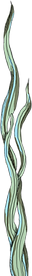 Strand algues