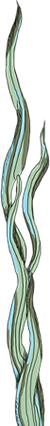 Seaweed Strand