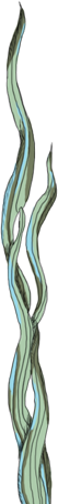 Seaweed Strand